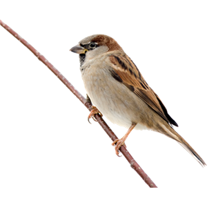 Sparrow PNG-20126